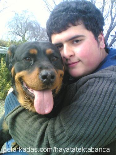 fıstık Dişi Rottweiler