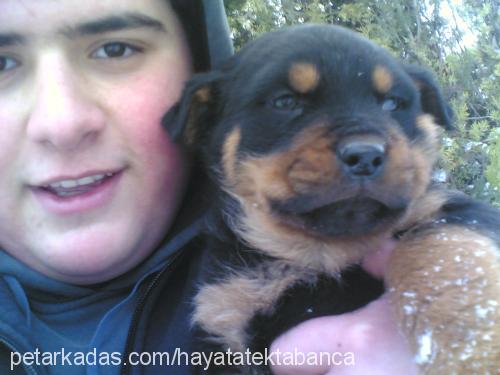 fıstık Dişi Rottweiler