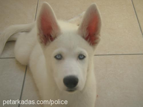 ice Erkek Sibirya Kurdu (Husky)