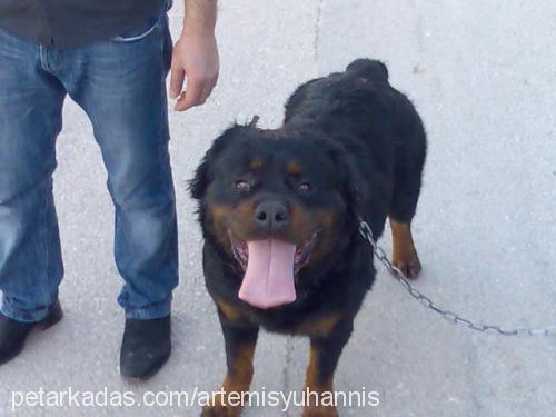 gogo Erkek Rottweiler