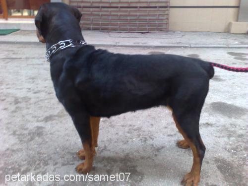 judie Dişi Rottweiler