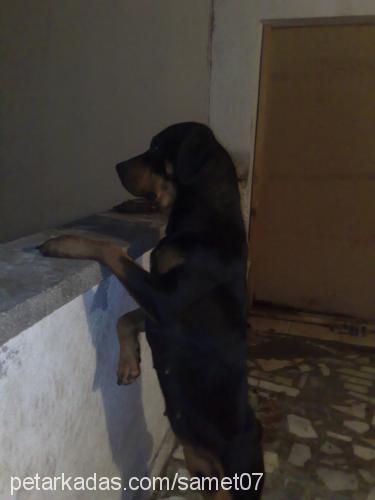 judie Dişi Rottweiler