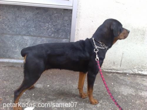 judie Dişi Rottweiler