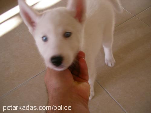 ice Erkek Sibirya Kurdu (Husky)