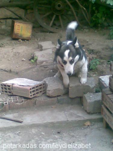 leydy Dişi Alaskan Malamute