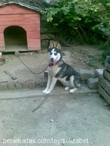 leydy Dişi Alaskan Malamute