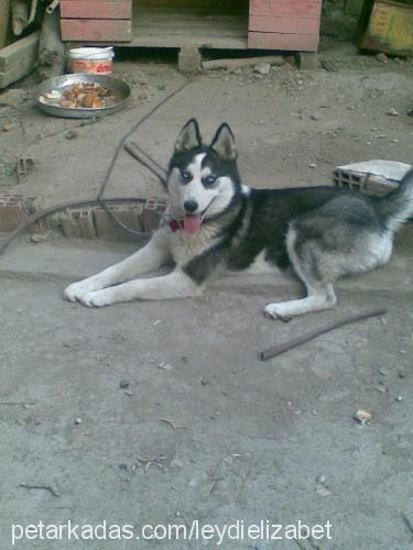 leydy Dişi Alaskan Malamute