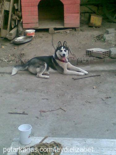 leydy Dişi Alaskan Malamute