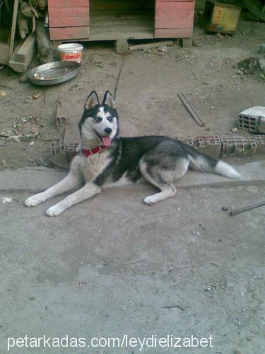 leydy Dişi Alaskan Malamute