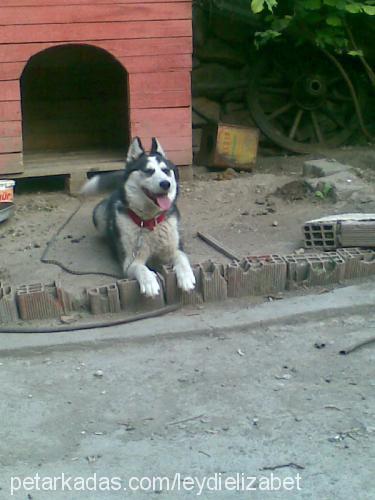 leydy Dişi Alaskan Malamute