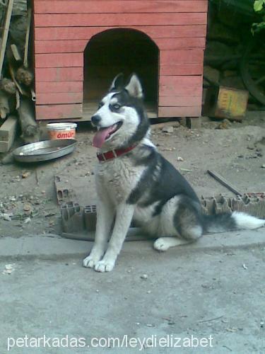 leydy Dişi Alaskan Malamute