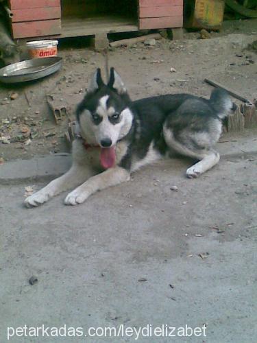 leydy Dişi Alaskan Malamute