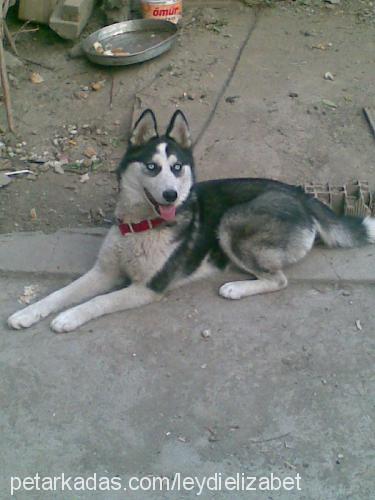 leydy Dişi Alaskan Malamute