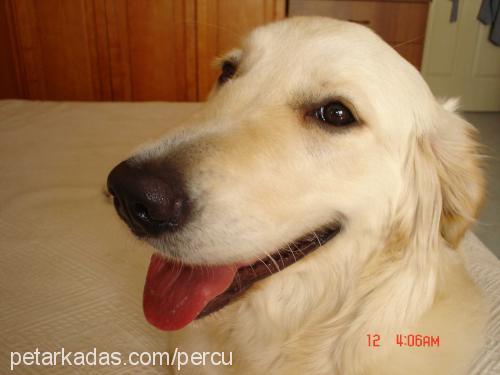 şerro Dişi Golden Retriever