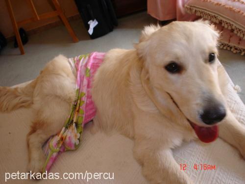 şerro Dişi Golden Retriever