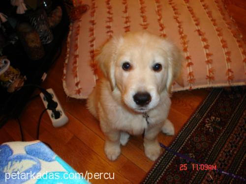 şerro Dişi Golden Retriever