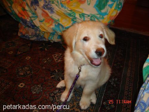 şerro Dişi Golden Retriever