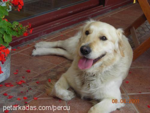 şerro Dişi Golden Retriever