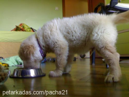 pachapaŞa Erkek Golden Retriever