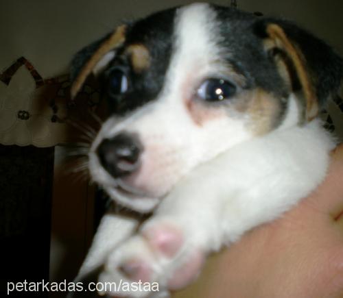 bobo Erkek Jack Russell Terrier