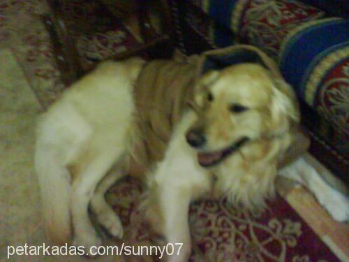 sunny Erkek Golden Retriever