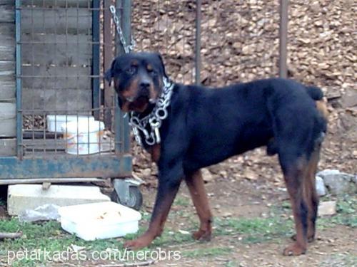 nerobrs Erkek Rottweiler