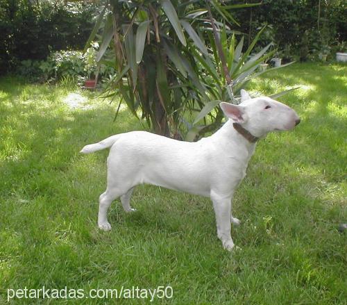 ice Dişi Bull Terrier