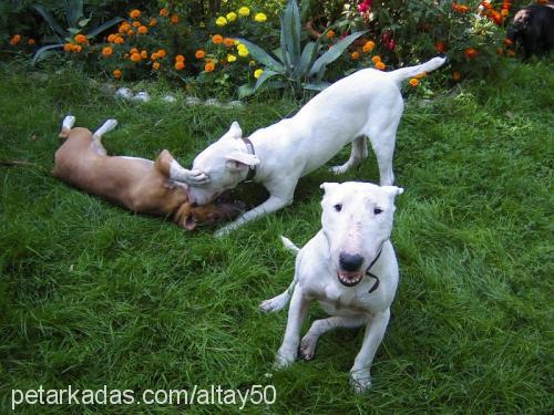 ice Dişi Bull Terrier