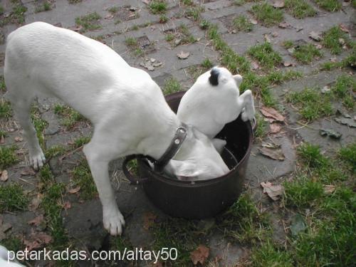 ice Dişi Bull Terrier