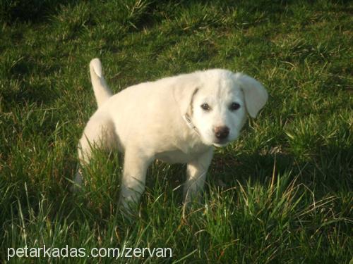 ışık..benimışığ Dişi Labrador Retriever