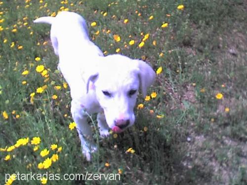 ışık..benimışığ Dişi Labrador Retriever