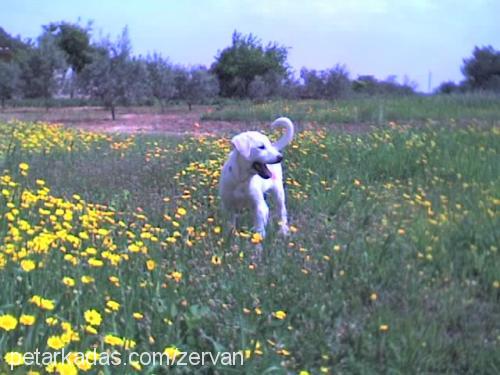 ışık..benimışığ Dişi Labrador Retriever