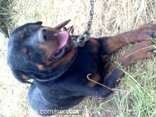 nerobrs Erkek Rottweiler