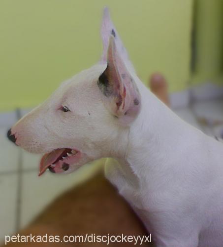 ares Erkek Bull Terrier