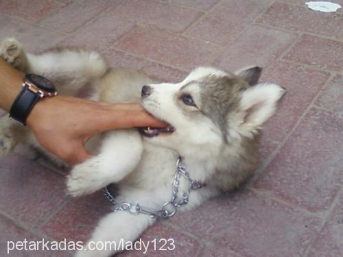 ıce Dişi Sibirya Kurdu (Husky)