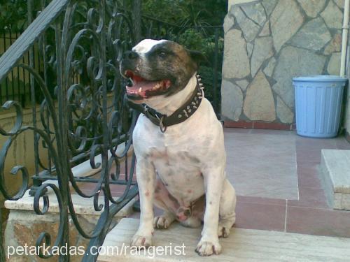 beyaz Erkek Amerikan Pitbull Terrier