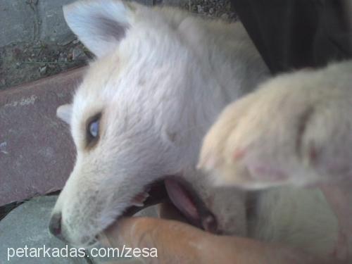 çakır Erkek Sibirya Kurdu (Husky)