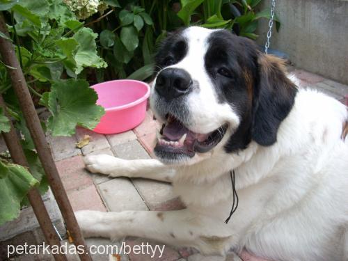 betty Dişi St. Bernard (Saint Bernard)