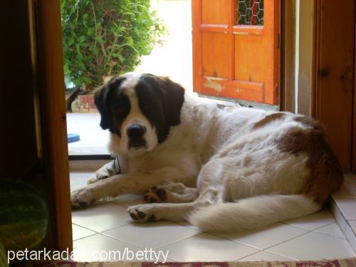 betty Dişi St. Bernard (Saint Bernard)