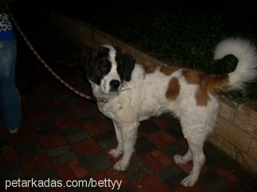 betty Dişi St. Bernard (Saint Bernard)