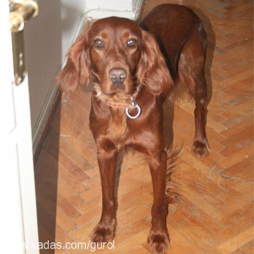 puppy Dişi İrlandalı Setter