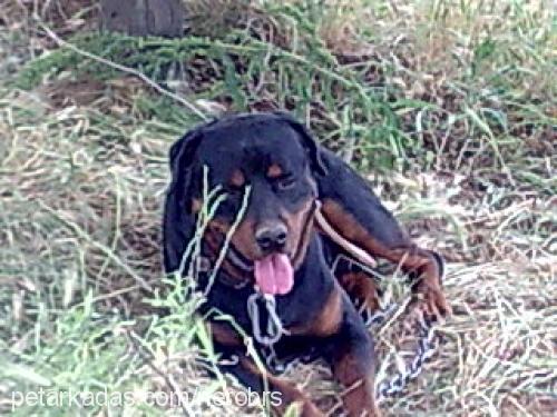 nerobrs Erkek Rottweiler