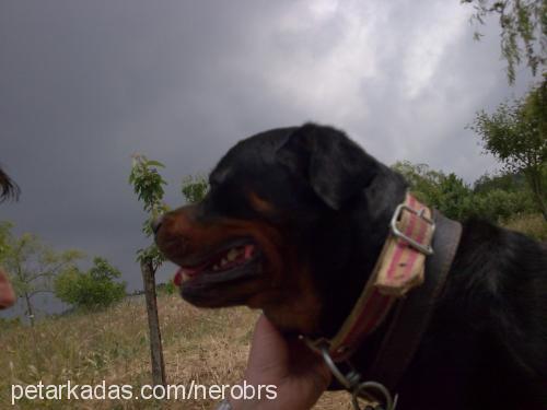 nerobrs Erkek Rottweiler