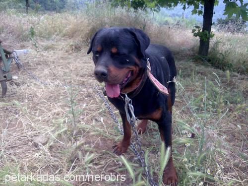 nerobrs Erkek Rottweiler