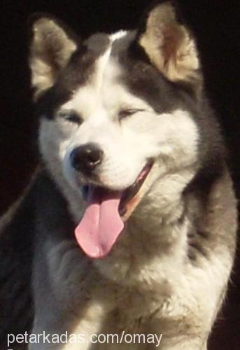 pierre Erkek Alaskan Malamute