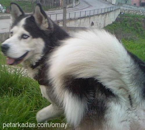 pierre Erkek Alaskan Malamute