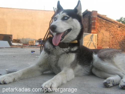 oskar Dişi Sibirya Kurdu (Husky)