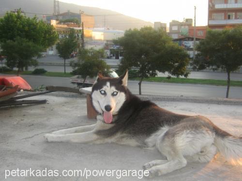 oskar Dişi Sibirya Kurdu (Husky)