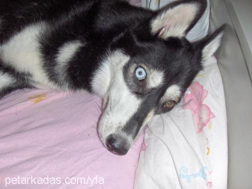 maya Dişi Sibirya Kurdu (Husky)