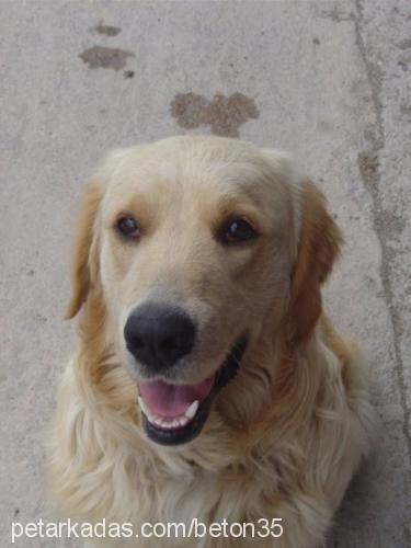 beton Erkek Golden Retriever